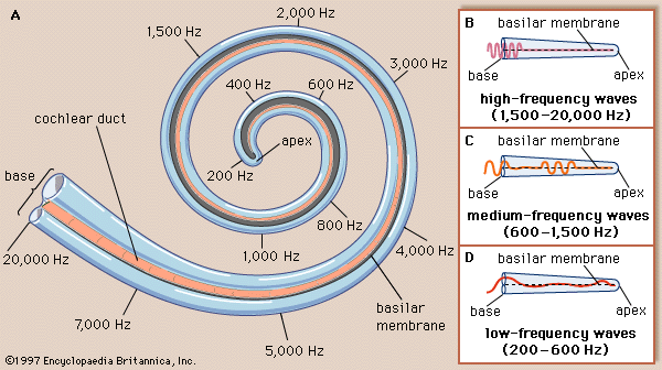 responding hair cells of the cochlea
